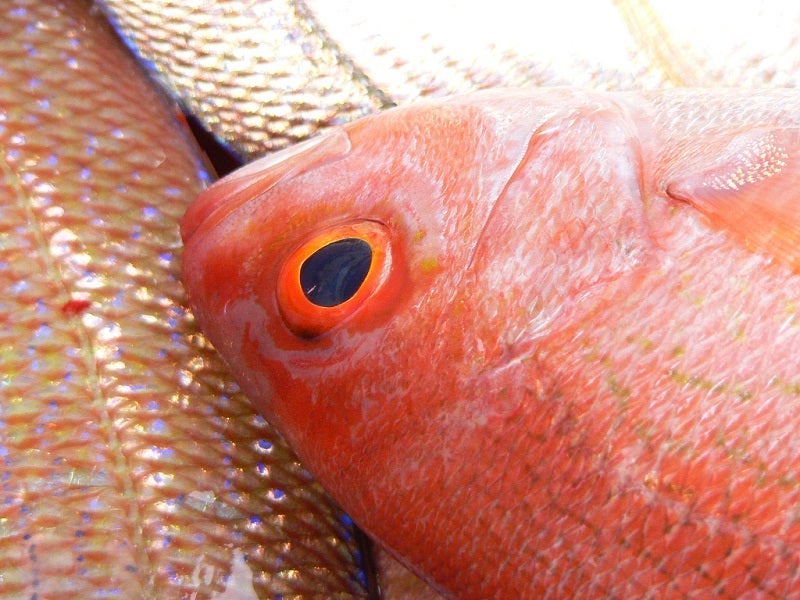 Red_Snapper