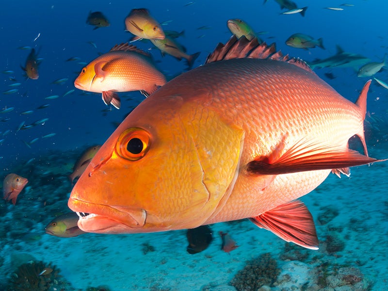 The red snapper fishery is targeted by both commercial and recreational fishermen.
(Rainervon Brandis / Getty Images)