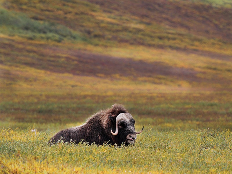 Musk ox, grizzlies, wolverines, and tens of thousands of caribou call the Arctic National Wildlife Refuge home.