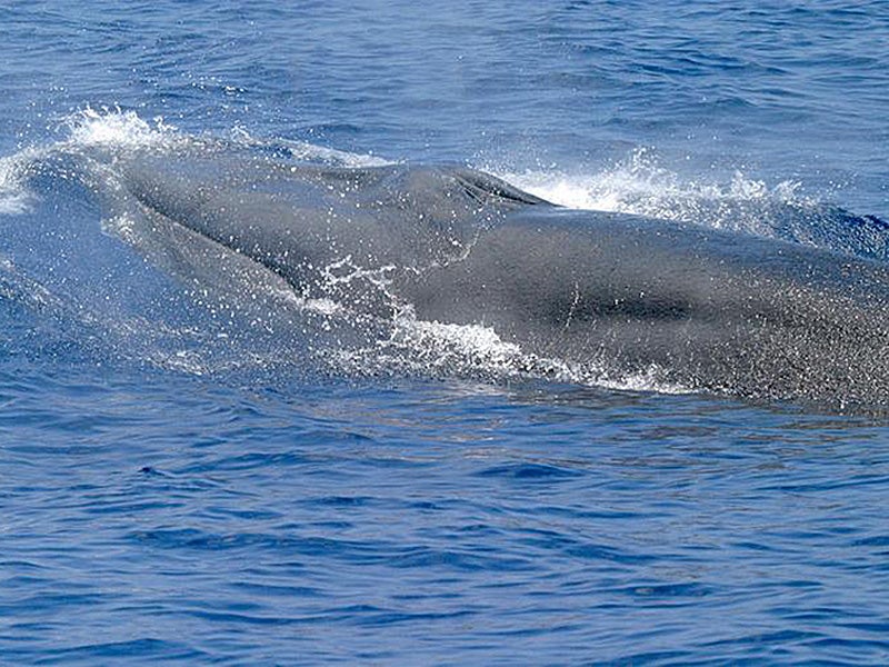 Rice's whale — a new species of whale recognized in 2021, previously known as a subpopulation of Bryde's whale, endemic to the Gulf of Mexico.
(NOAA Fisheries)
