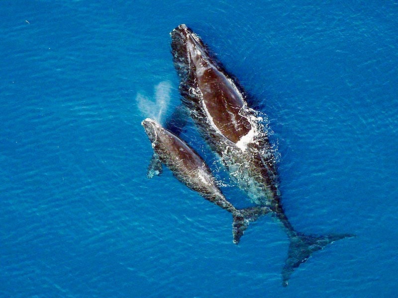 The endangered North Atlantic right whale is just one of the marine animals that seismic testing off the East Coast would harm.
(National Oceanic and Atmospheric Administration)