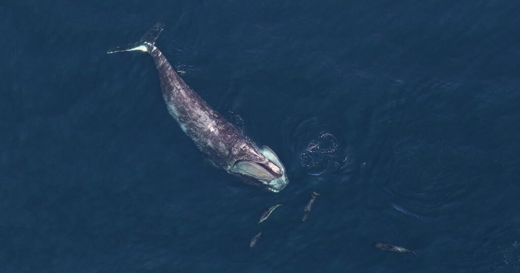 A north Atlantic right whale swims with dolphins.
 (Allison Henry / NOAA)