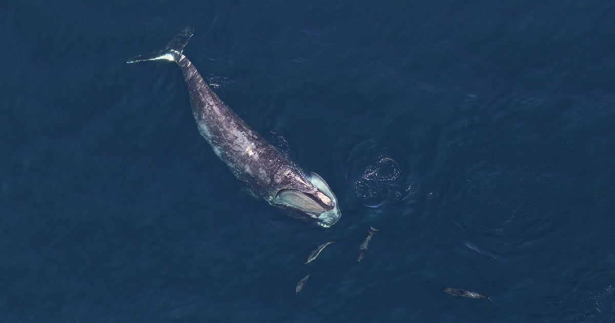 A north Atlantic right whale swims with dolphins.