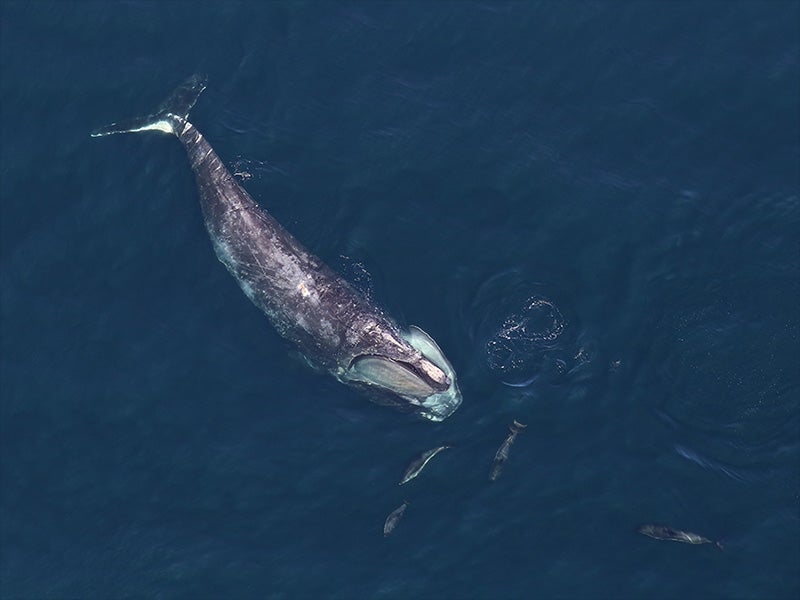 A North Atlantic right whale swims with dolphins.
(Allison Henry / NOAA)