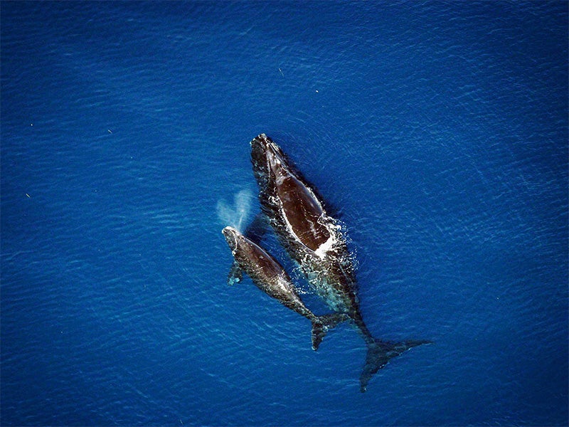 A North Atlantic right whale and calf.