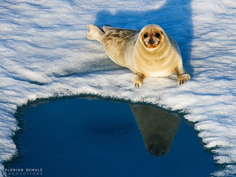 Ringed seal (Pusa hispida) rests near a breathing hole in the Beaufort Sea, Arctic Ocean.