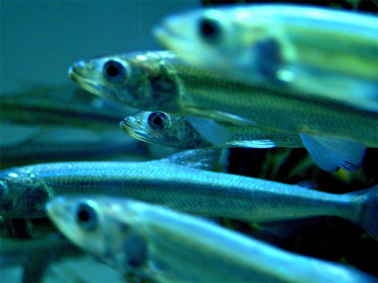 Atlantic (sea) herring is the most important forage fish in New England and a critical link in the ocean ecosystem. (NOAA)
()
