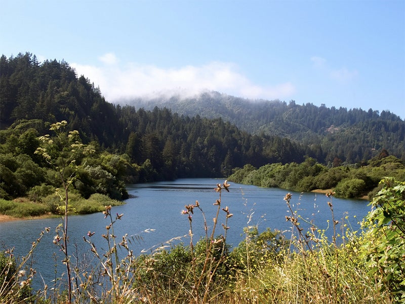 The Russian River was once a world-famous fishing river for salmon and steelhead, but today precious little habitat remains for these fish, and they are at risk of extinction.
(Photo courtesy of Ingrid Taylar)