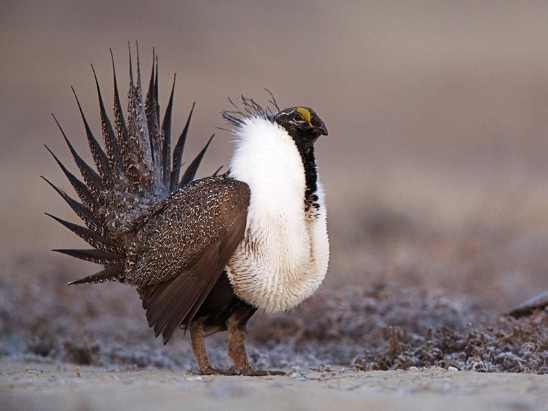 The sage grouse is among the species threatened by the Interior Appropriations Bills in Congress.