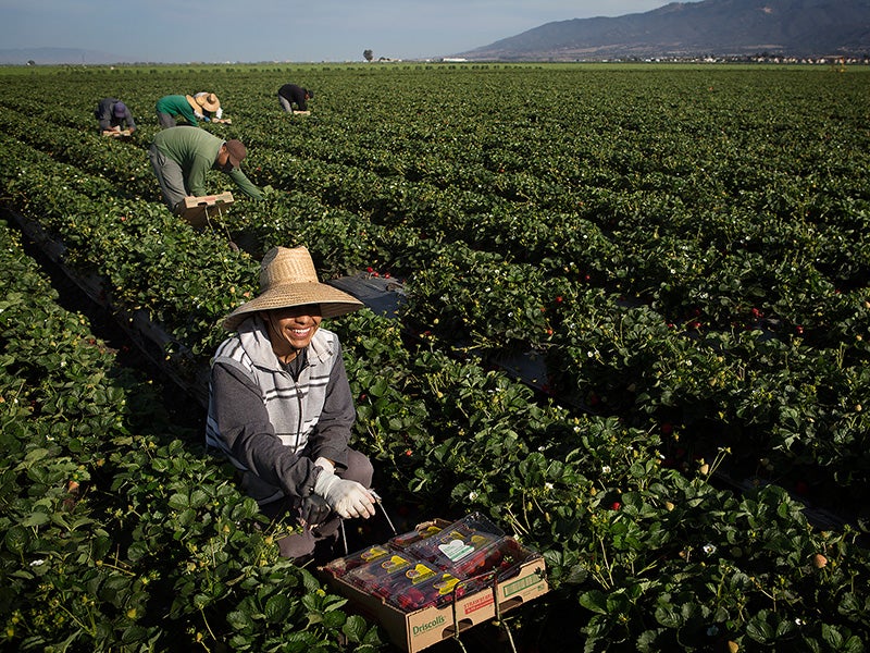 A farmworker harvests strawberries in Salinas, California. Farmworkers represent the backbone of our agricultural economy and their work is some of the most physically demanding labor in any economic sector. They are also among the least protected from hazards on the job and have one of the highest rates of chemical exposures among all U.S. workers.
(Chris Jordan-Bloch / Earthjustice)