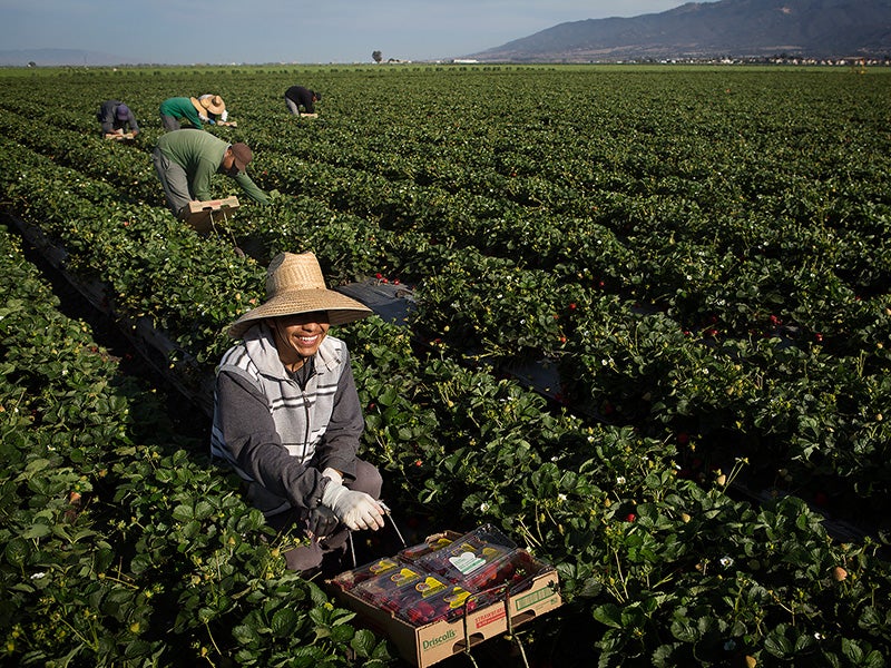 A farmworker harvests strawberries in Salinas, California.