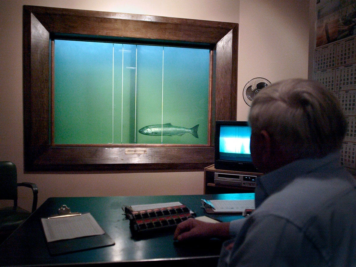 George Cummings, a fish counter for the Washington State Fish and Game, watches as a lone spring Chinook salmon passes through the counting window at Ice Harbor Lock and Dam on the lower Snake River, Jun. 6, 2005 near Burbank, Wash.