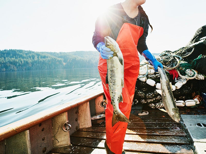 A fishing crew member carries salmon to the hold of boat, Washington, United States.