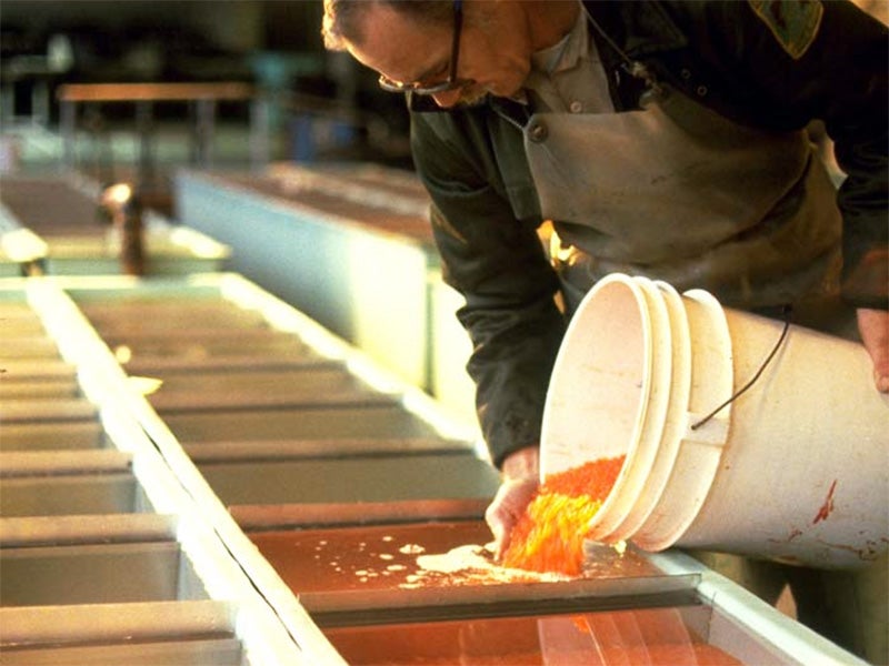 Working with fertilized eggs in a salmon hatchery.
(NOAA Photo)