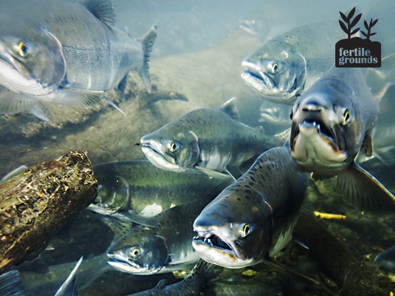 Wild Alaskan salmon swimming upstream. The FDA has failed to fully examine the risks that a new species of genetically engineered salmon would present to wild salmon.
(pniesen/iStock)