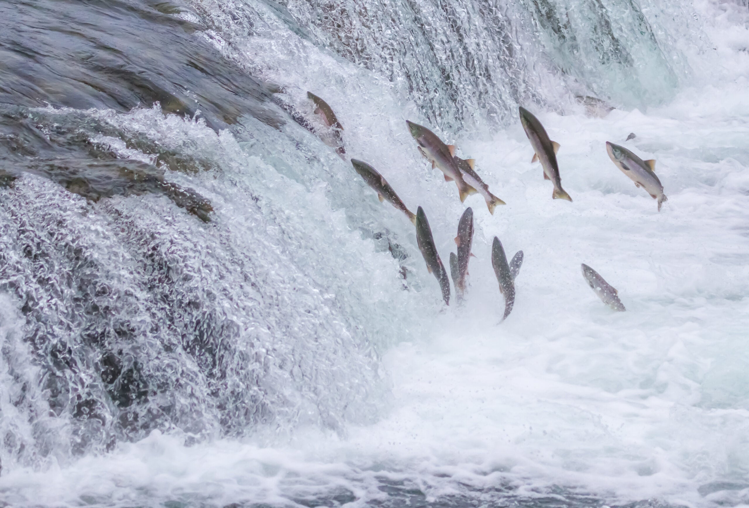 Wild salmon jumping up a river during spawning season.