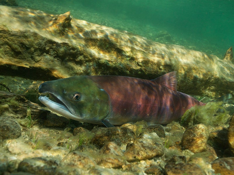Sockeye salmon (Oncorhynchus nerka) in Little Redfish Lake Creek, Sawtooth National Recreation Area, Idaho.
(Neil Ever Osborne / Save Our Wild Salmon / iLCP)