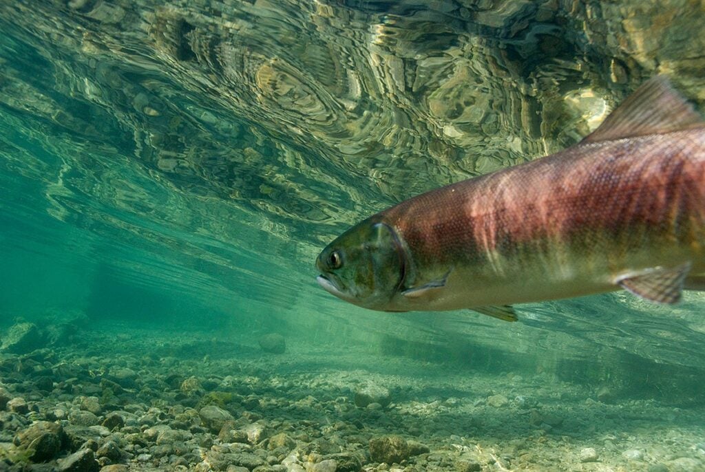 A sockeye salmon (<em>Oncorhynchus nerka</em>) in Little Redfish Lake Creek, Sawtooth National Recreation Area, Idaho. (Neil Ever Osborne / Save Our Wild Salmon / ILCP)