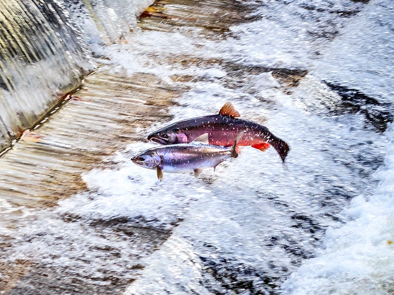 To reach spawning grounds upstream, salmon have to make it past the dams.
(Bill Perry / Getty Images)