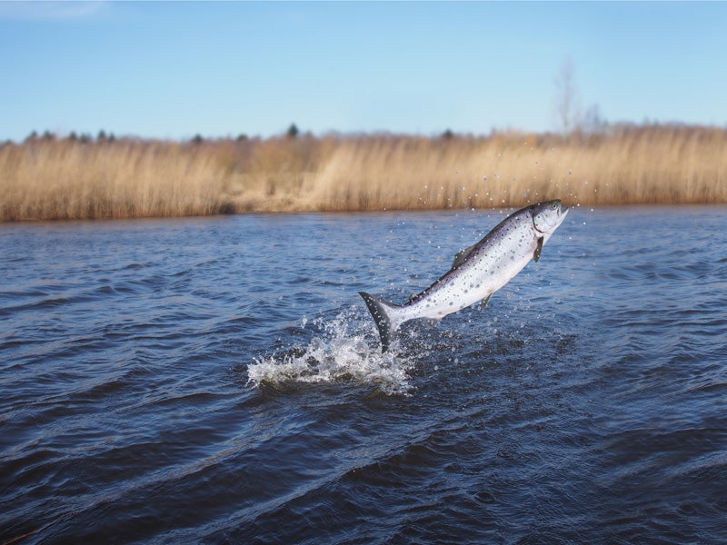 Raising existing dams and plans to build more could imperil California’s salmon population.
