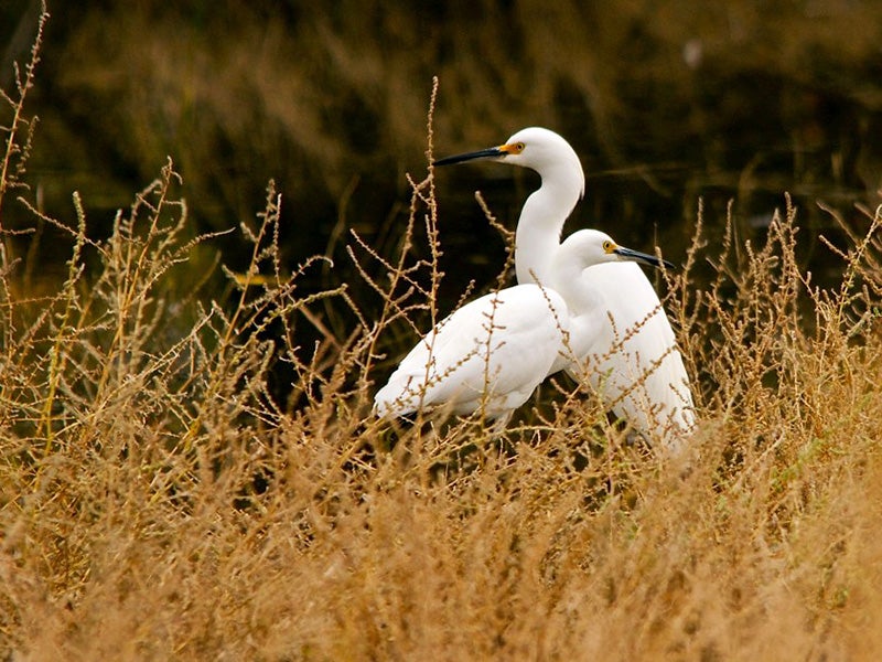 Snowy egrets in the San Jacinto Wildlife Area.