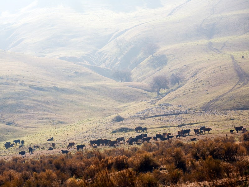 Smog hangs over the hills where cattle graze in the San Joaquin Valley, Calif.