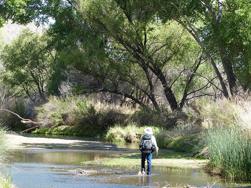 The San Pedro River is a remnant of a once extensive network of desert riparian corridors that traversed the Southwest.
(Melanie Kay / Earthjustice)