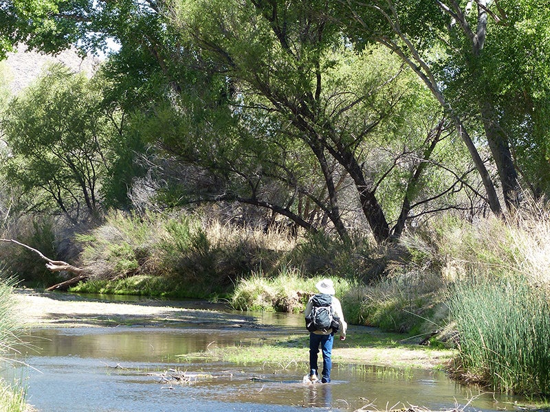 The San Pedro River.