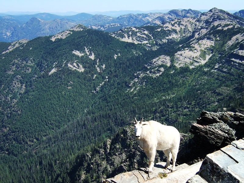 Mountain goat on top of Scotchman Peak, Idaho.