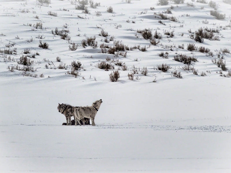 Wolves in Lamar Valley, Yellowstone National Park. As the gray wolf’s reintroduction has illustrated, healthy ecosystems are interconnected, holistic entities requiring rich biodiversity, including the presence of apex predators such as wolves.