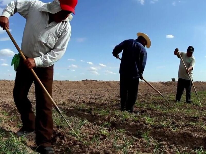Annual National Farmworker Awareness Week is about the people who put food on our tables.
(Alejandro Dávila Fragoso / Earthjustice)