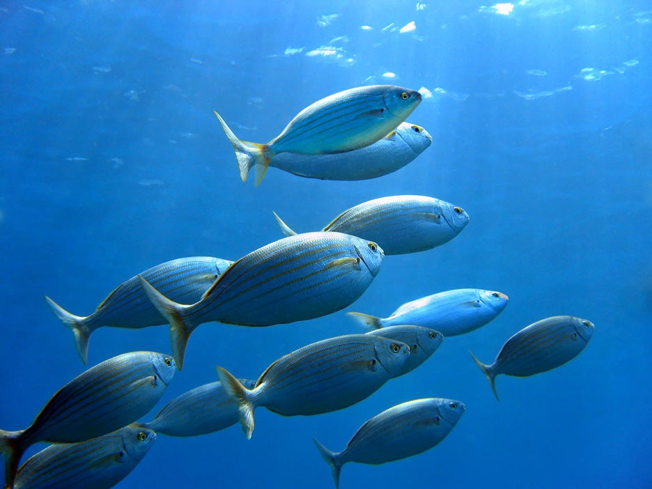A variety of seabream fish swimming in the Mediterranean.