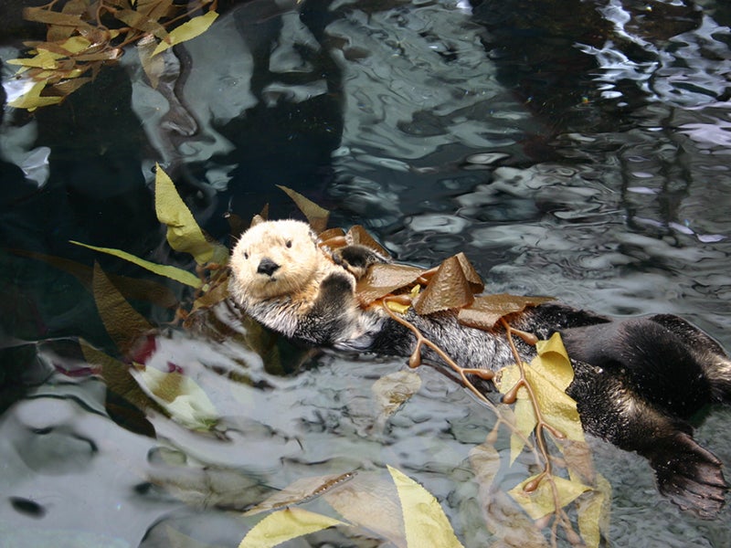 Animals like sea otters play a critical role in regulating ocean ecosystems.
(Helder Gomes/Shutterstock)