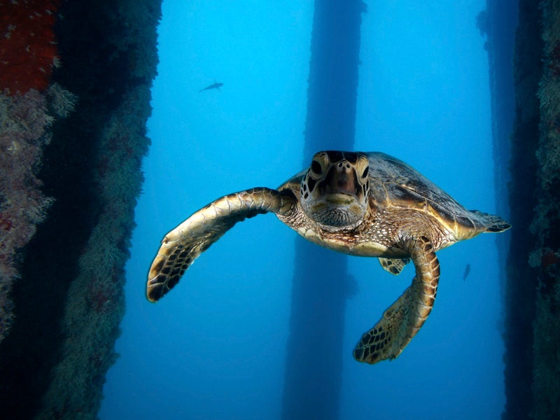 A juvenile green sea turtle swims underneath the Midway Island Pier in the Papahānaumokuākea Marine National Monument. This already threatened species would be harmed if President Trump allowed longline fishing in this area.