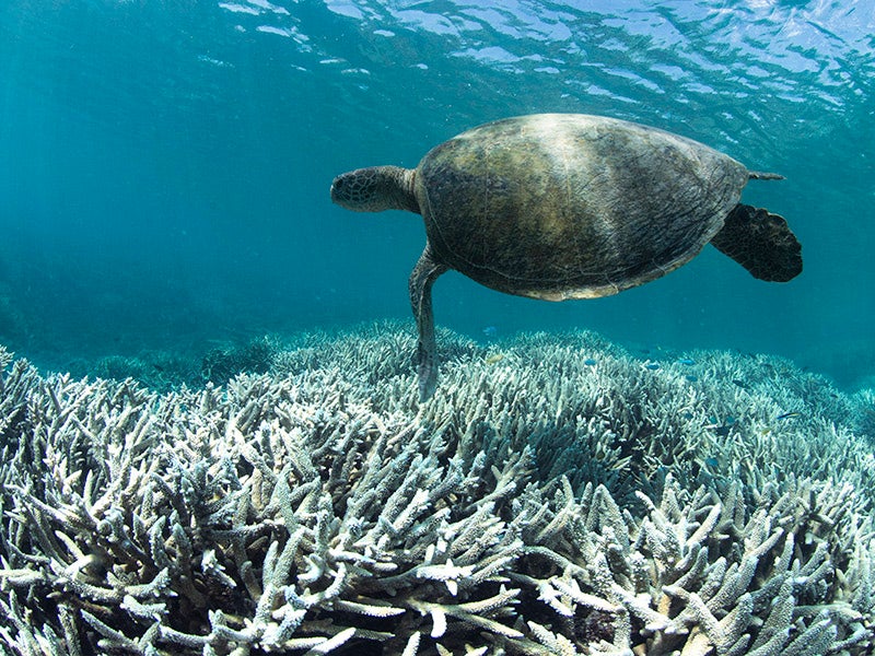 A sea turtle swims over bleached coral on Heron Island in the Great Barrier Reef.