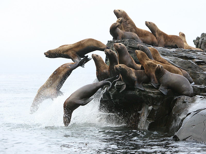 The western stock of Steller sea lions has declined by almost ninety percent from their historic levels.
(Vladimir Burkanov / NOAA)