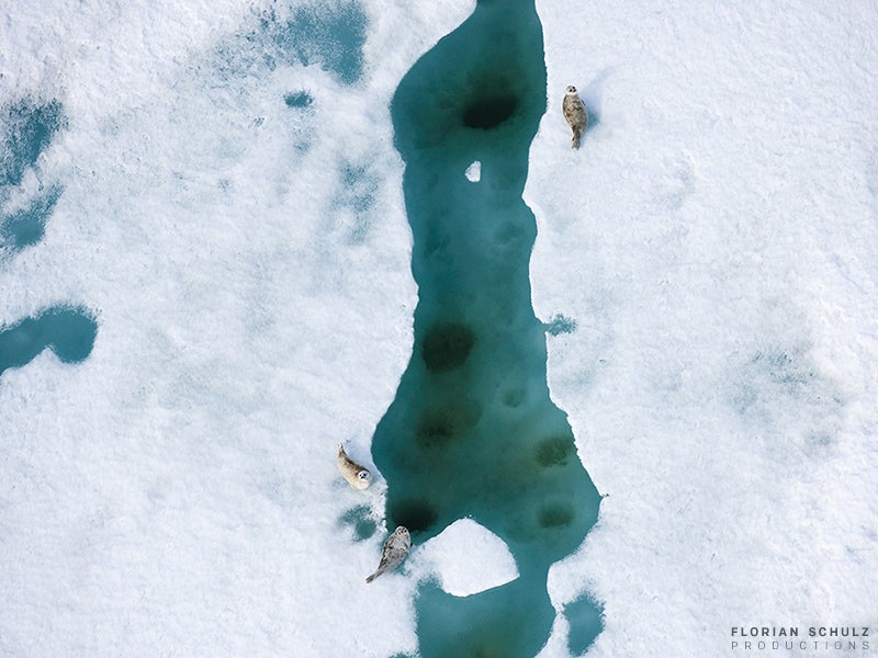Ringed seals rest by breathing holes over the sea ice. Chuckchi Sea, Arctic Ocean.