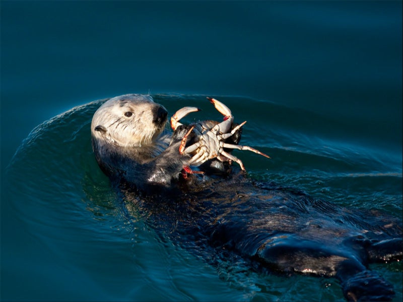 Sea otter dines on a crab.