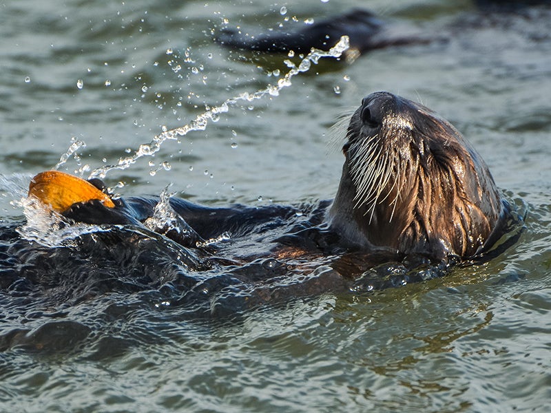 A sea otter eats in the waters of Monterey Bay.