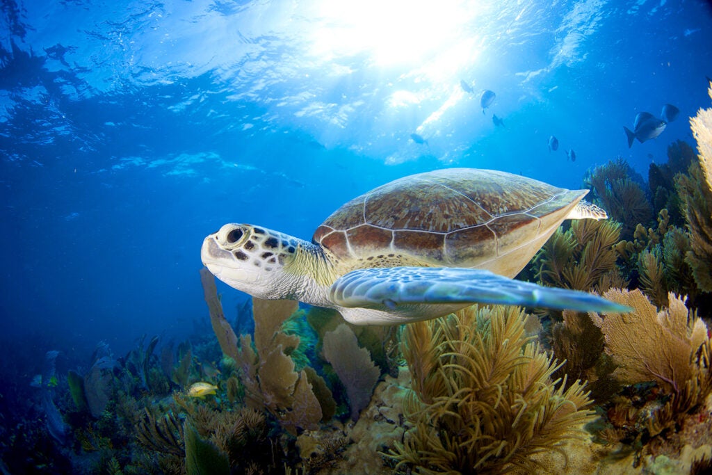 A sea turtle swims in the Florida Keys. While the species is protected under the Endangered Species Act, it remains at risk of extinction due to harmful fishing practices.
 (Getty Images)