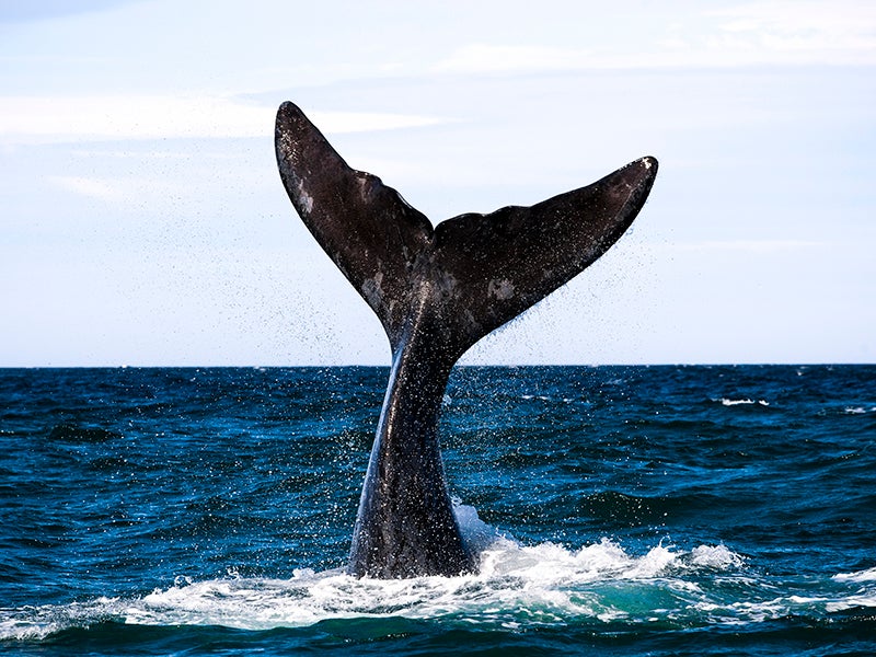 The endangered right whale is among the marine creatures threatened by seismic testing.
(Edurivero / Getty Images)