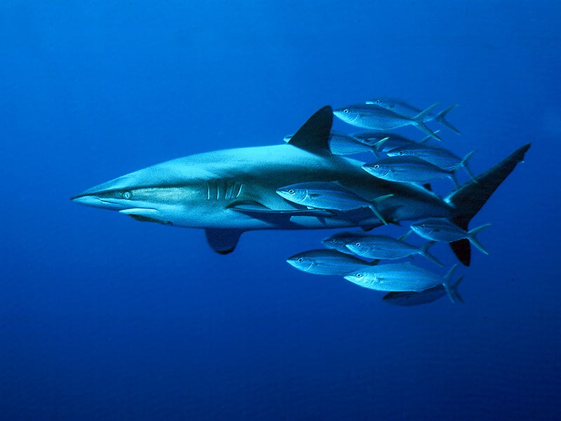 Dusky shark swims about 100 miles south of Cabo San Lucas in the Pacific Ocean.