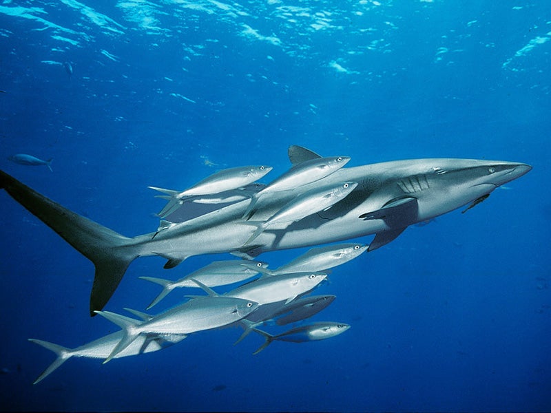 The dusky shark is one of the largest U.S. Atlantic shark species, and it is also one of the most imperiled.
(Copyright (c) 2004 Robert Heil - www.robertheil.com)