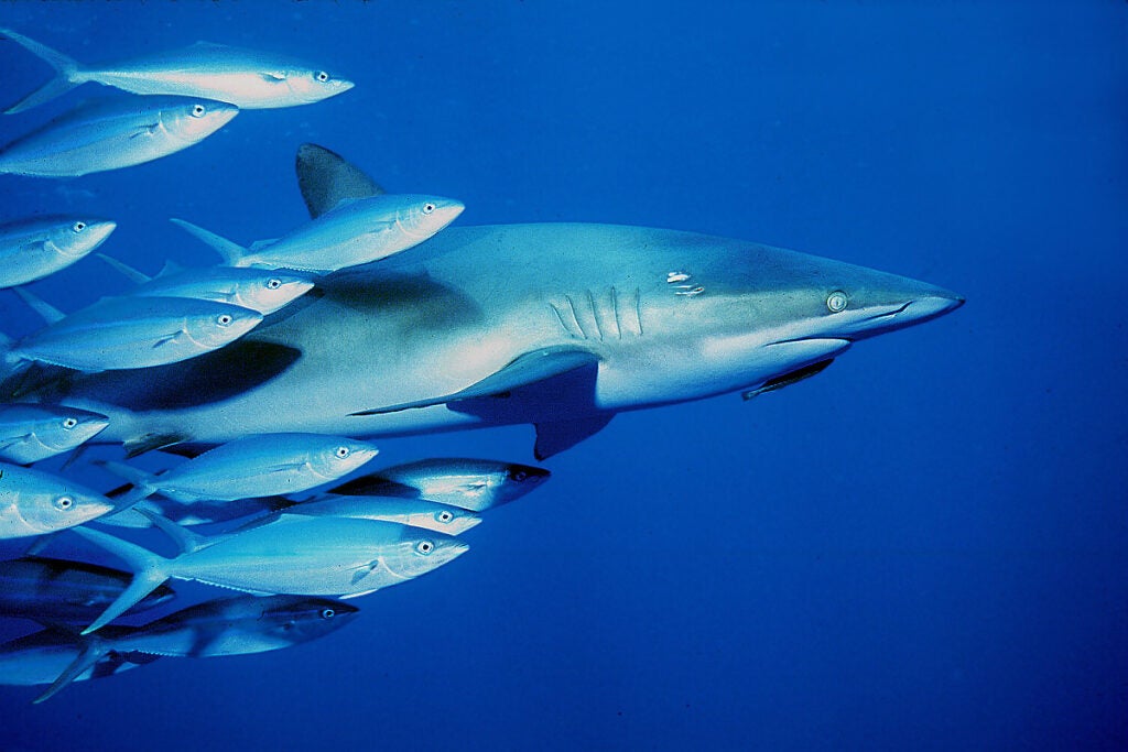 Dusky sharks grow slowly and have low reproductive rates, making them highly vulnerable to overfishing.
(Copyright (c) 2004 Robert Heil - www.robertheil.com)