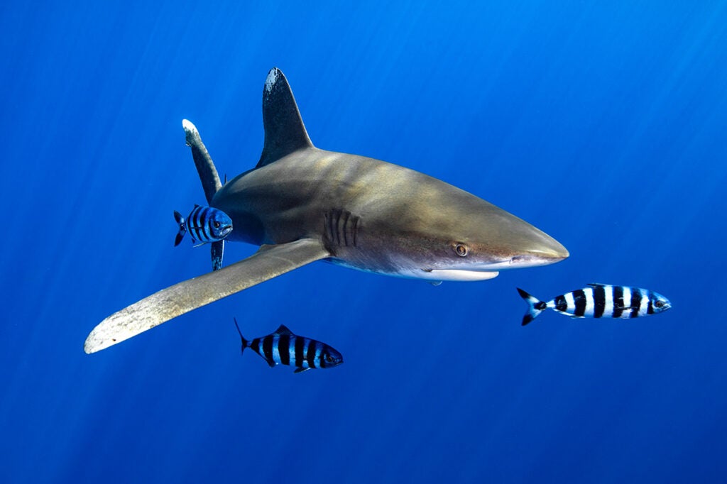 An oceanic whitetip shark, Carcharhinus longimanus, swims in the waters off Hawaii.
(Kaikea Nakachi)