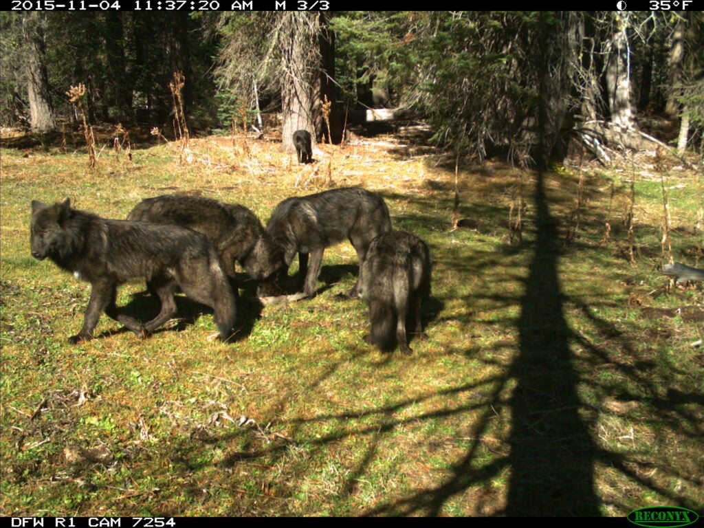 Members of the Shasta Pack captured by a California Department of Fish and Wildlife trail cam.
(CDFW trail cam photo)
