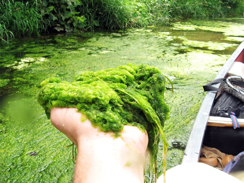 The algae, caused by agricultural runoff in the Shenandoah Valley, interfere with recreational uses of the river, such as swimming, kayaking and fishing. It also harms native grasses and affects aquatic life.
(Alan Lehman / Potomac Riverkeeper Network)
