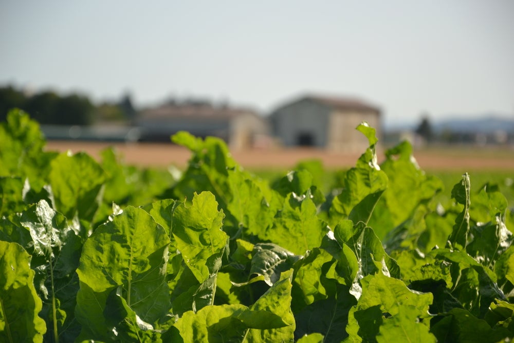 A sugar beet farm