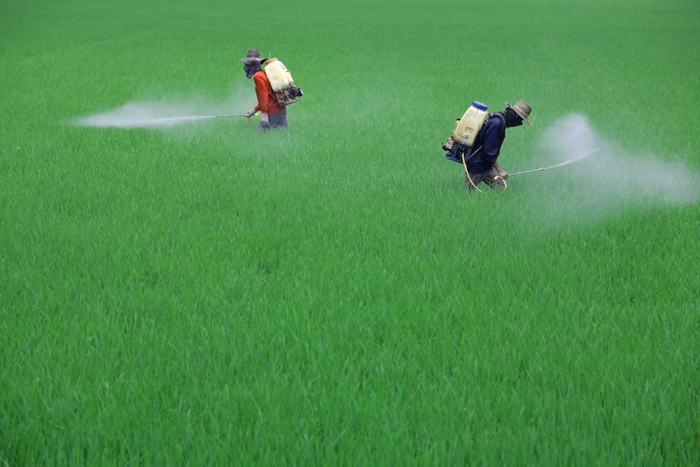 Farmer spraying pesticide in paddy field.
(Shutterstock)