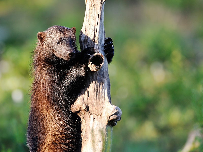After more than a century of trapping and habitat loss, wolverines in the lower 48 have been reduced to small, fragmented populations in Idaho, Montana, Washington, Wyoming and northeast Oregon.
(Erik Mandre/Shutterstock)